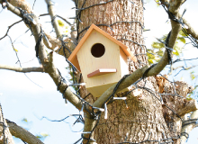 We have set up nest boxes in the wooded areas on the site of AEON MALL Tokoname.