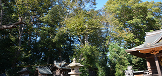 その土地に本来生育する木を植えています