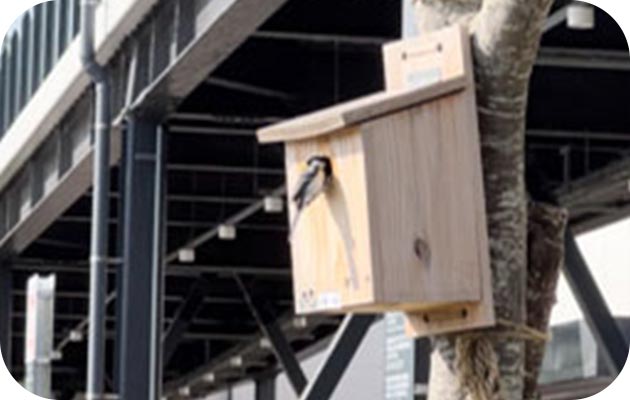 取り組みで設置したシジュウカラの巣箱