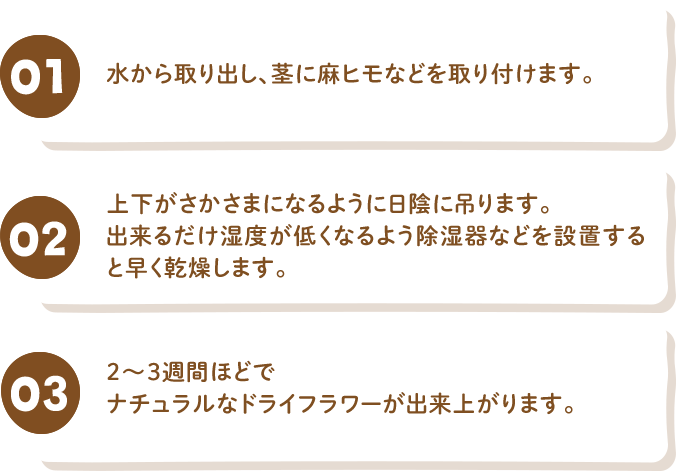 01 水から取り出し、茎に麻ヒモなどを取り付けます。 02 上下がさかさまになるように日陰に吊ります。出来るだけ湿度が低くなるよう除湿器などを設置すると早く乾燥します。  03 2〜3週間ほどでナチュラルなドライフラワーが出来上がります。