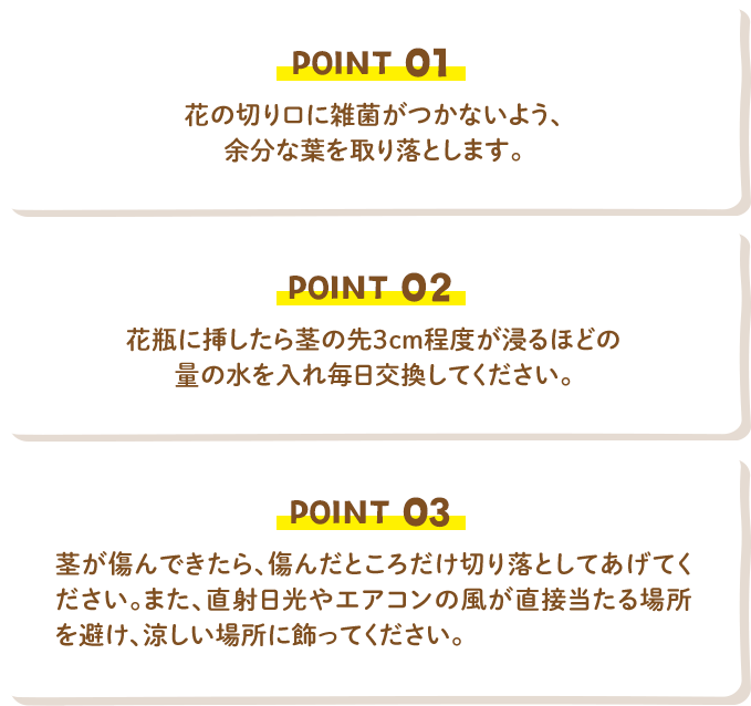 POINT01 花の切り口に雑菌がつかないよう、 余分な葉を取り落とします。  POINT02  花瓶に挿したら茎の先3cm程度が浸るほどの量の水を入れ毎日交換してください。  POINT03 茎が傷んできたら、傷んだところだけ切り落としてあげてください。また、直射日光やエアコンの風が直接当たる場所を避け､涼しい場所に飾ってください。